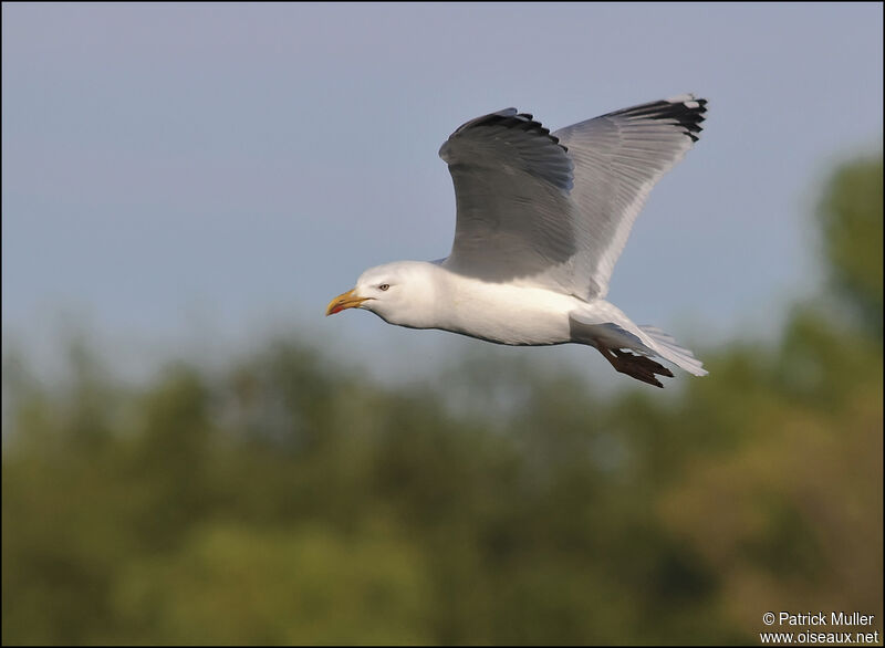 Yellow-legged Gull, Flight