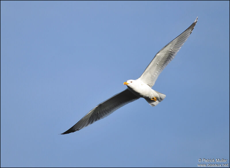 Yellow-legged Gull, Flight