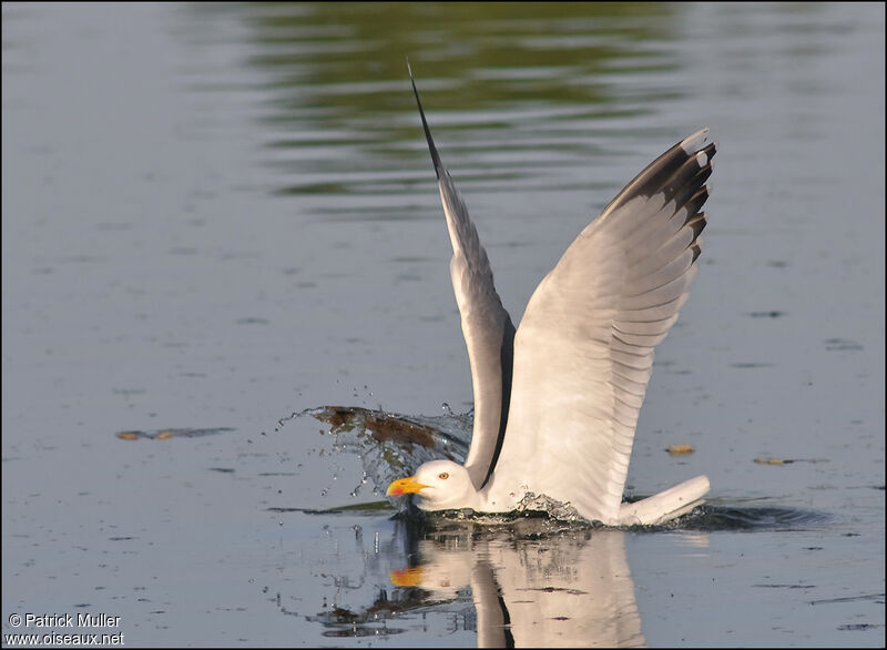 Yellow-legged Gull, Behaviour