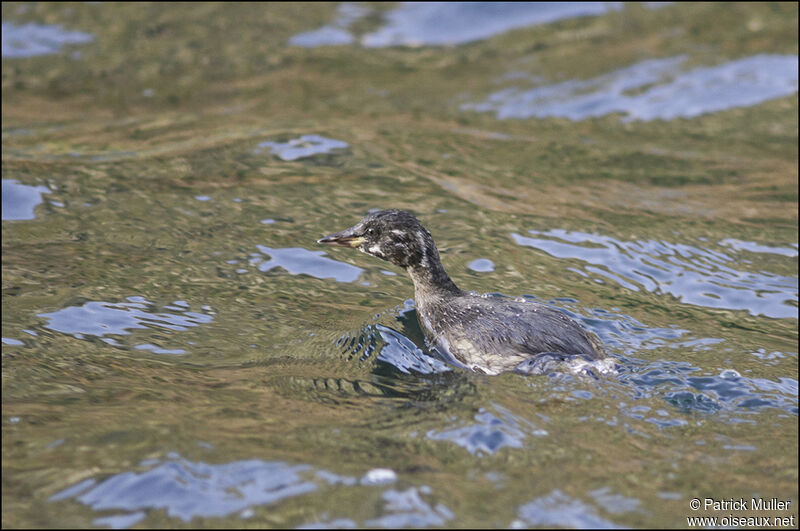 Little Grebe