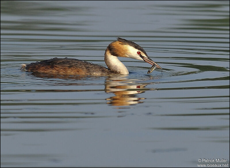 Great Crested Grebe, feeding habits