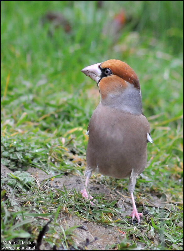 Hawfinch, Behaviour