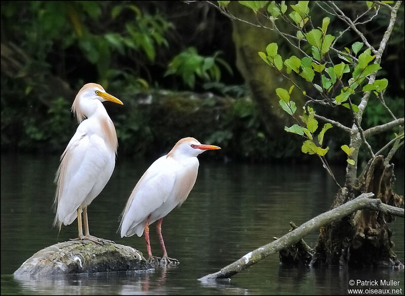 Western Cattle Egret