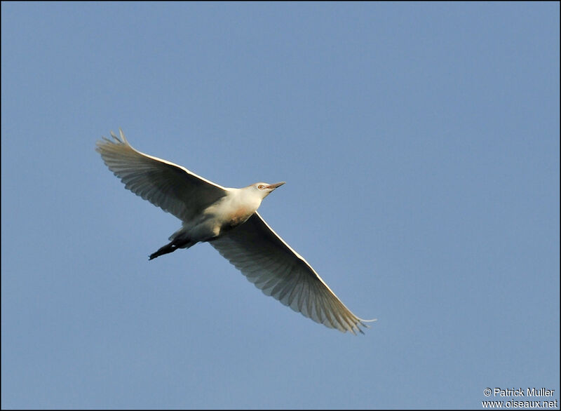 Western Cattle Egret, Flight