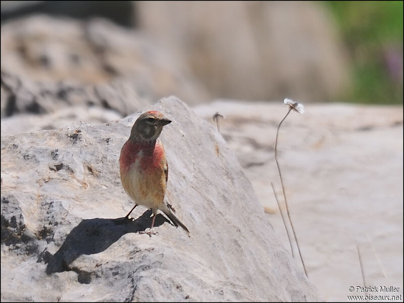 Linotte mélodieuse, Comportement