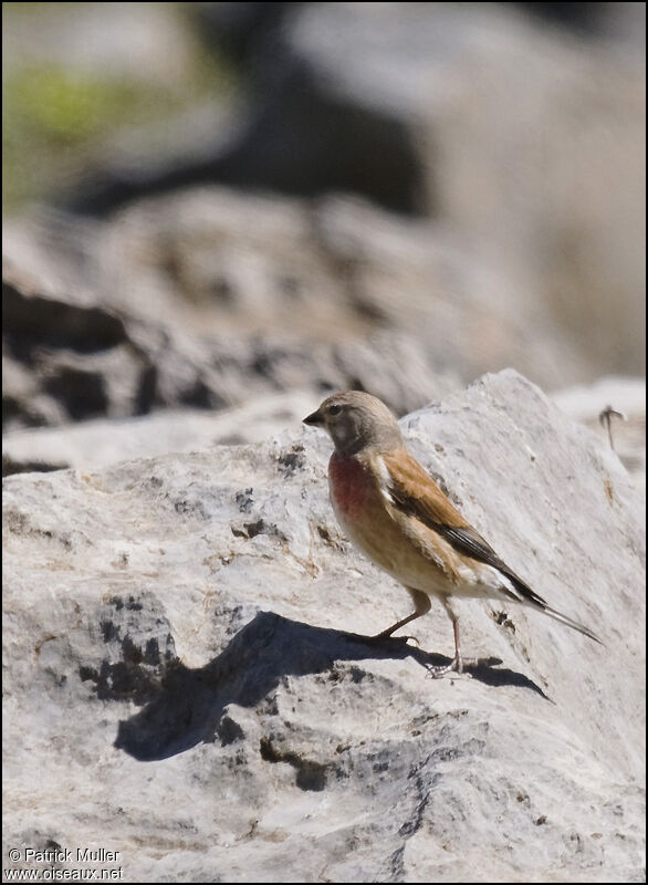 Linotte mélodieuse, Comportement