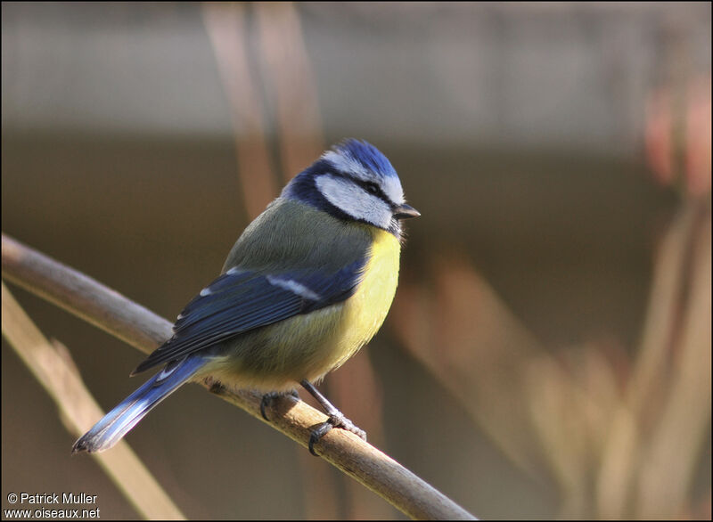 Mésange bleue