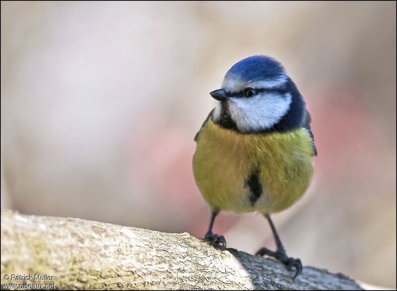 Mésange bleue, Comportement