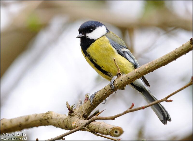 Mésange charbonnière, Comportement