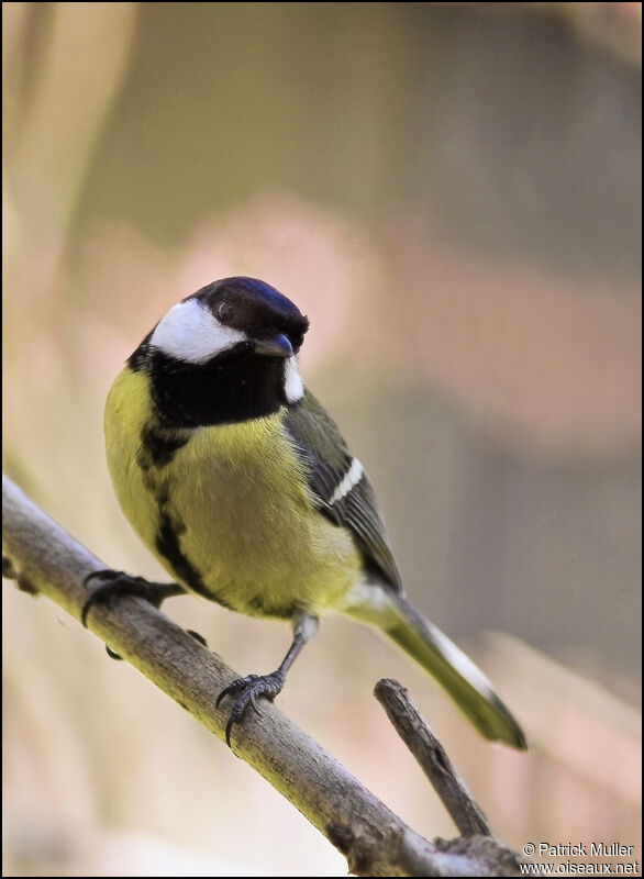 Mésange charbonnière, Comportement