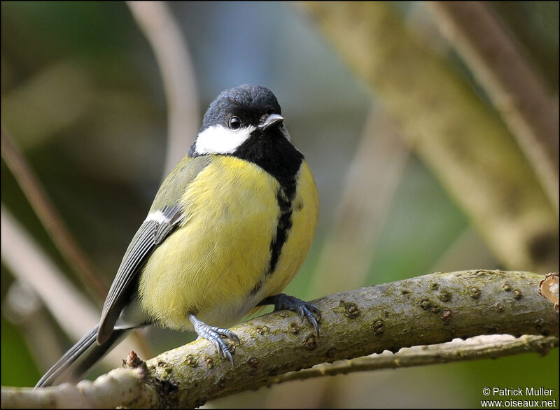 Mésange charbonnière, Comportement