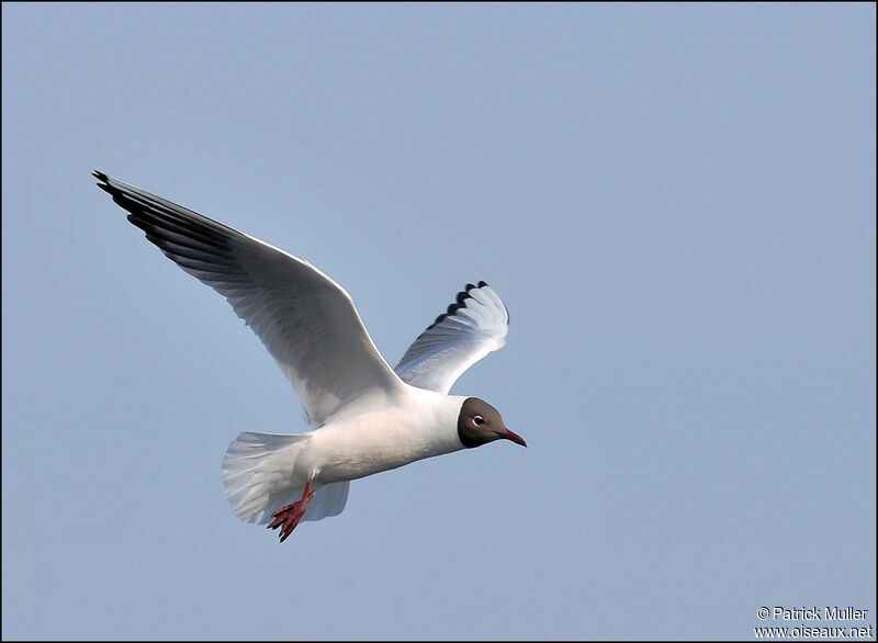 Black-headed Gull, Flight