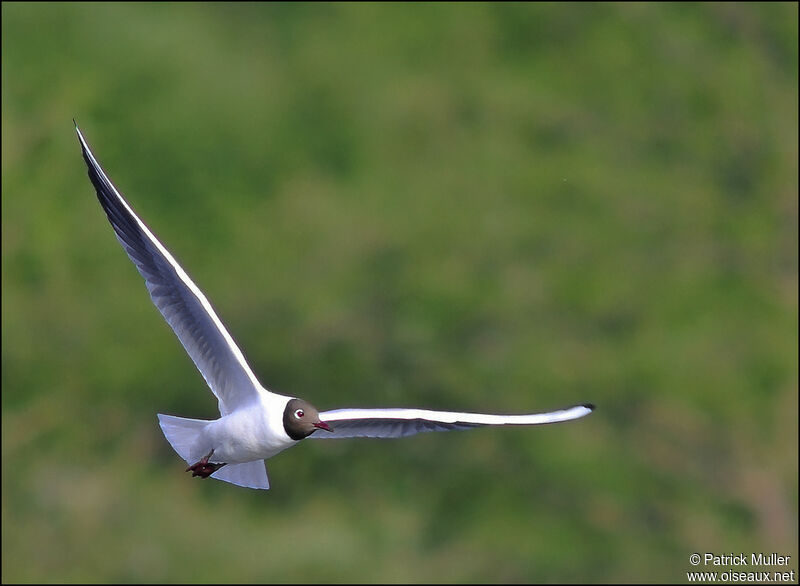 Black-headed Gull, Flight