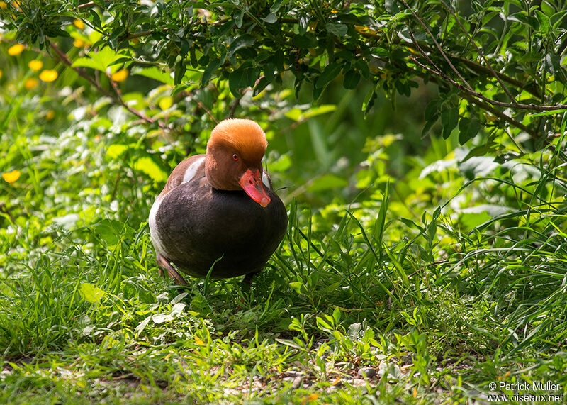 Red-crested Pochard male adult