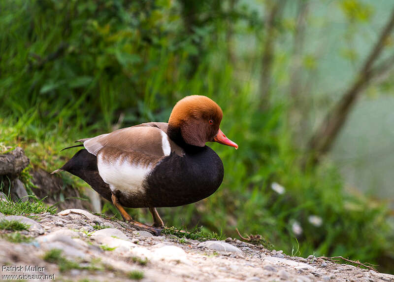 Nette rousse mâle adulte nuptial, identification