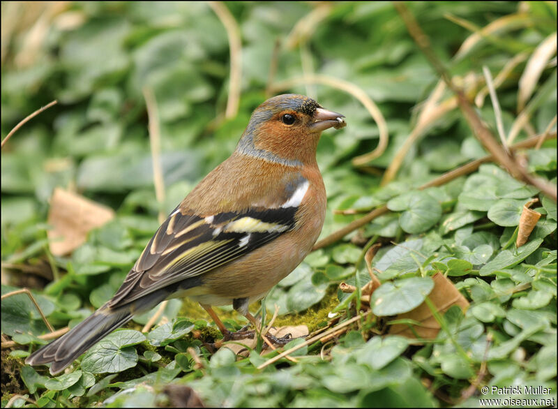 Eurasian Chaffinch male