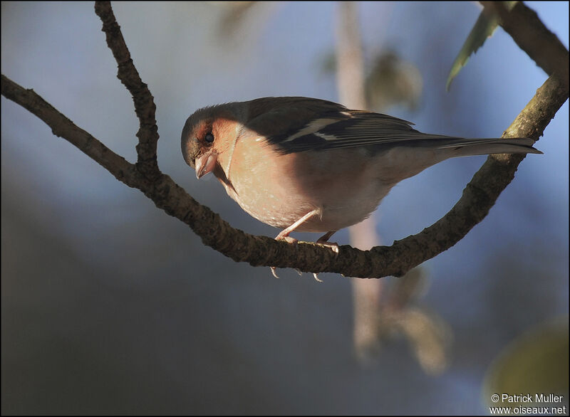 Eurasian Chaffinch male