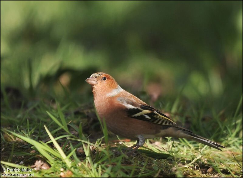 Eurasian Chaffinch male