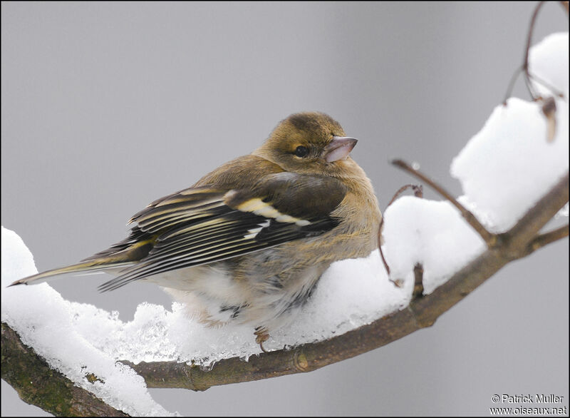 Eurasian Chaffinch female