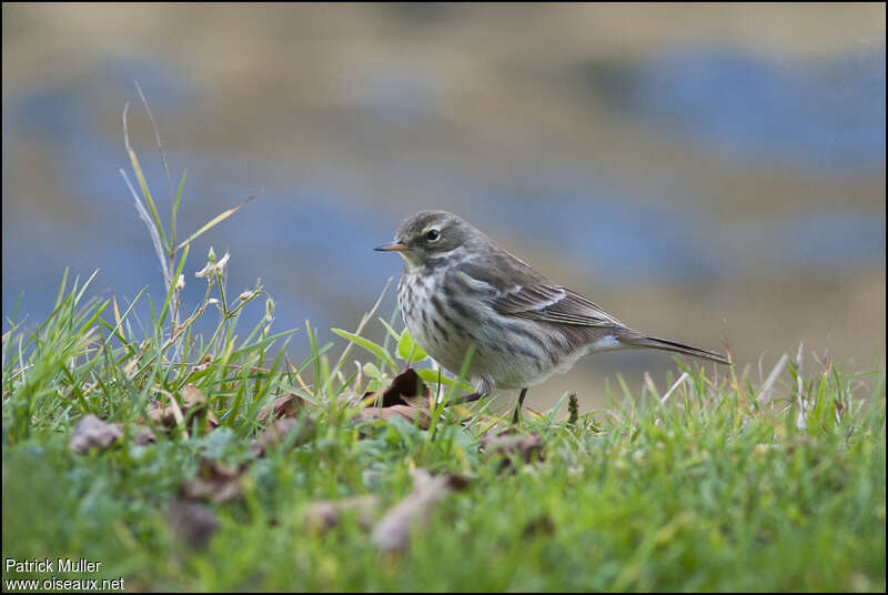 Pipit spioncelle1ère année, identification