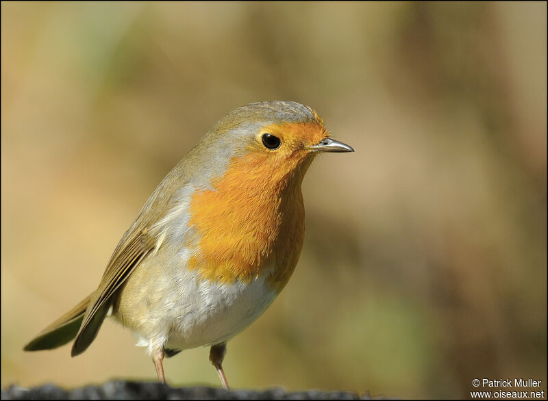 European Robin, Behaviour