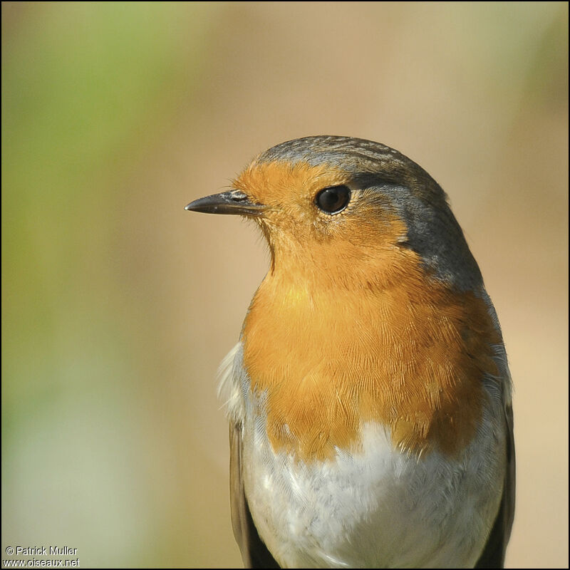 European Robin, Behaviour