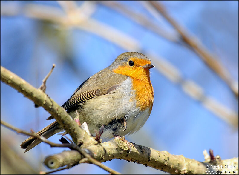 European Robin, Behaviour