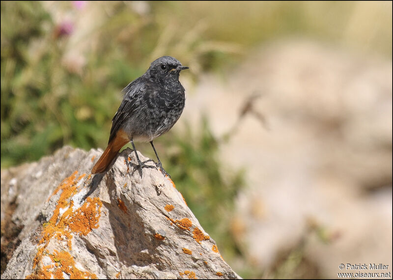 Black Redstart