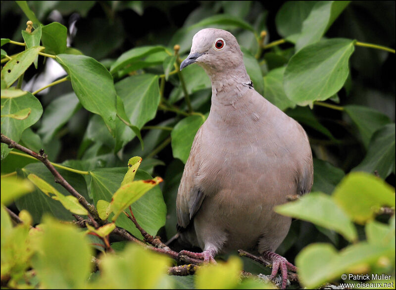 Eurasian Collared Dove, Behaviour