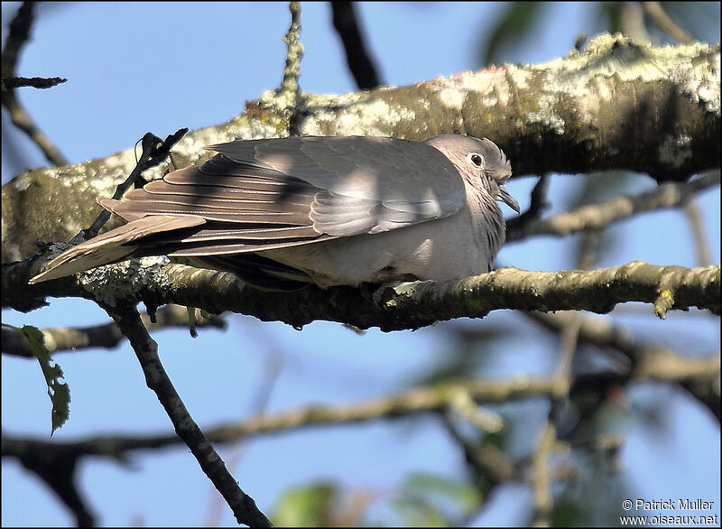 Eurasian Collared Dove