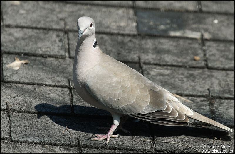 Eurasian Collared Dove