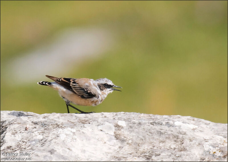 Northern Wheatear