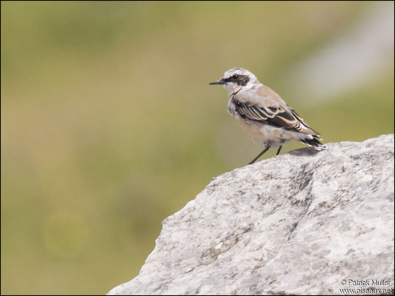 Northern Wheatear