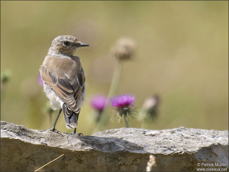 Northern Wheatear