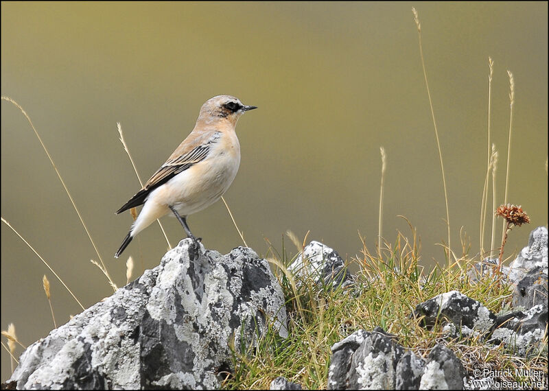 Northern Wheatear