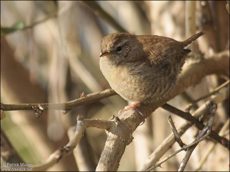 Troglodyte mignon, Comportement