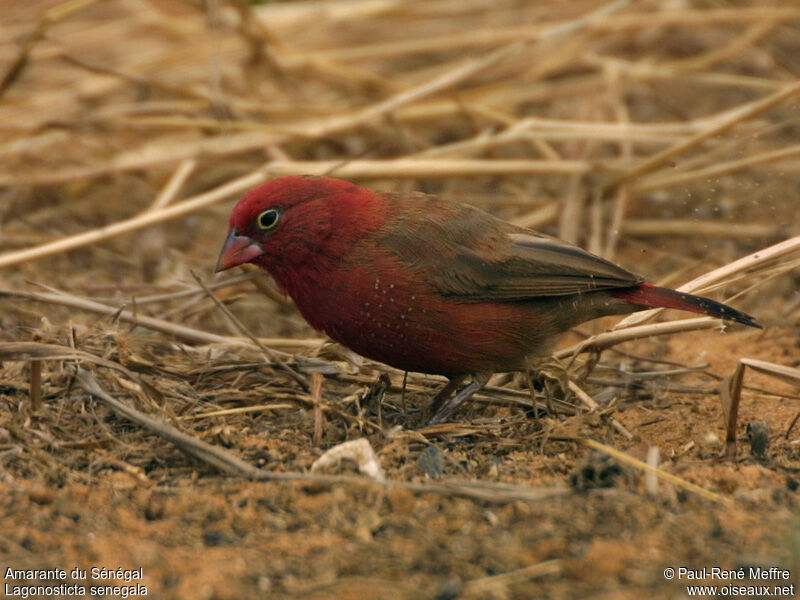 Red-billed Firefinch