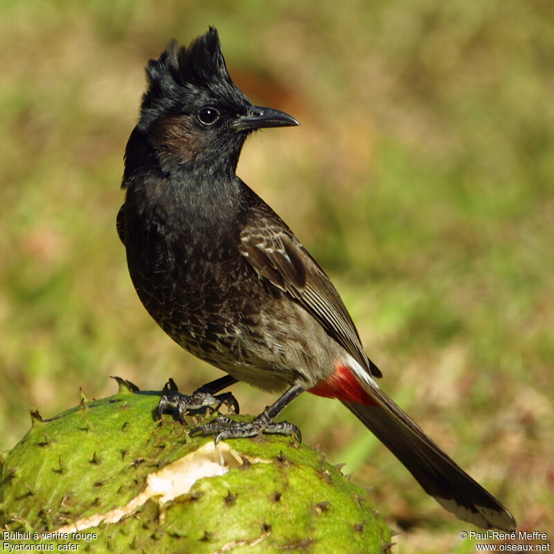 Red-vented Bulbul