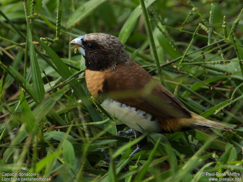 Chestnut-breasted Mannikin