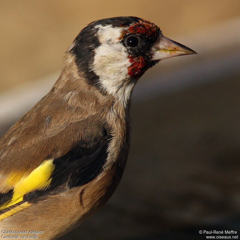 European Goldfinchimmature