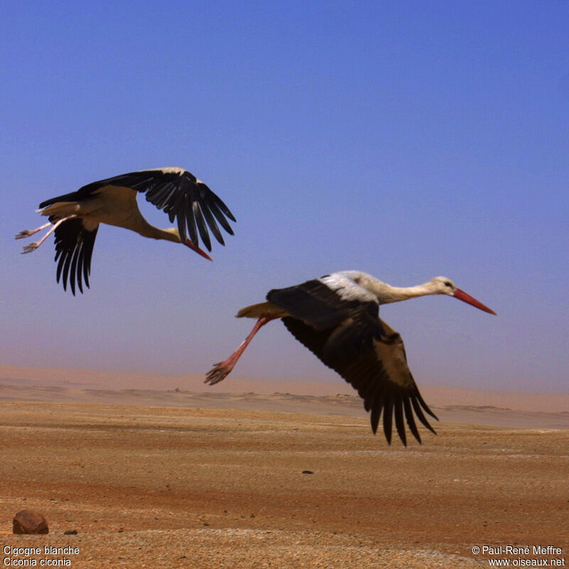 Cigogne blanche