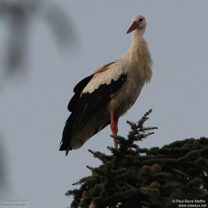 Cigogne blanche