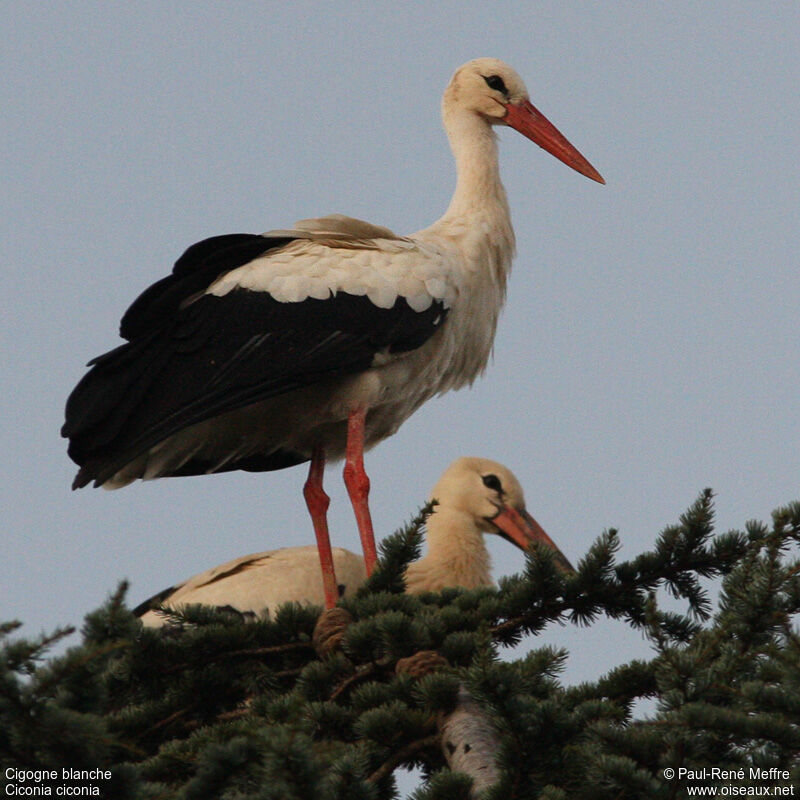 Cigogne blanche