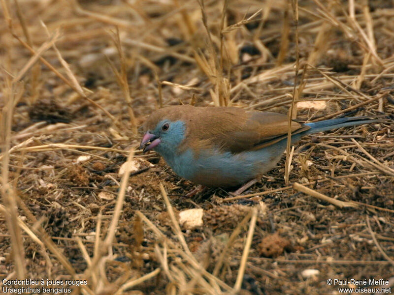 Red-cheeked Cordon-bleu