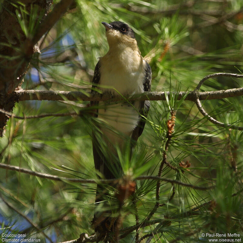 Great Spotted Cuckoojuvenile