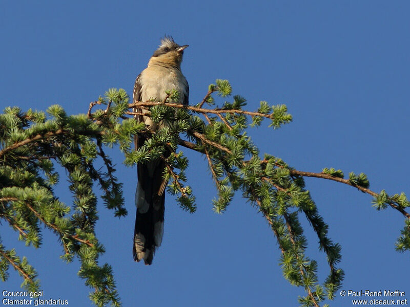 Great Spotted Cuckooadult