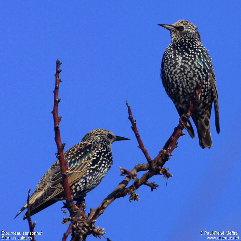 Common Starlingadult