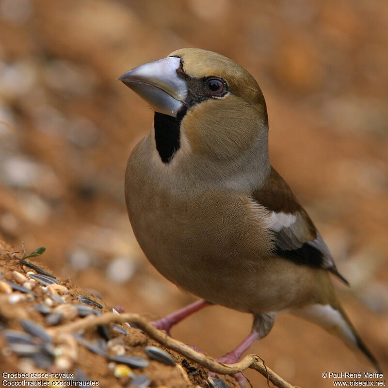 Hawfinch