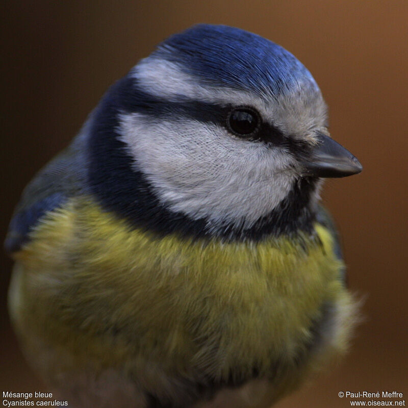 Eurasian Blue Titadult