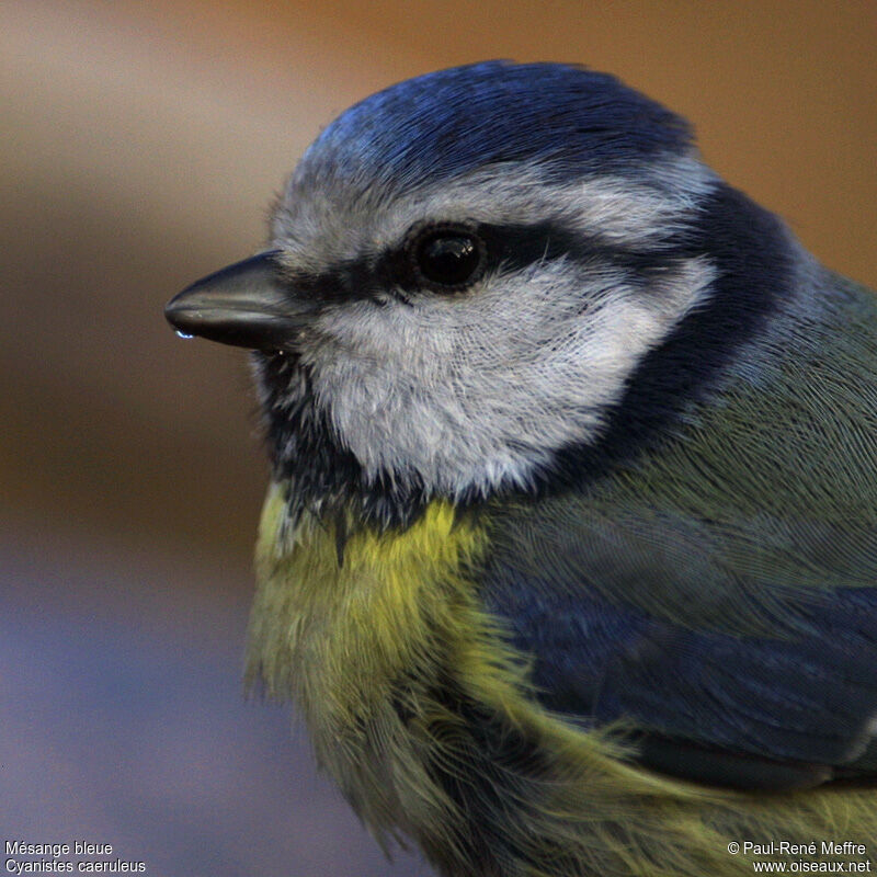 Mésange bleueadulte